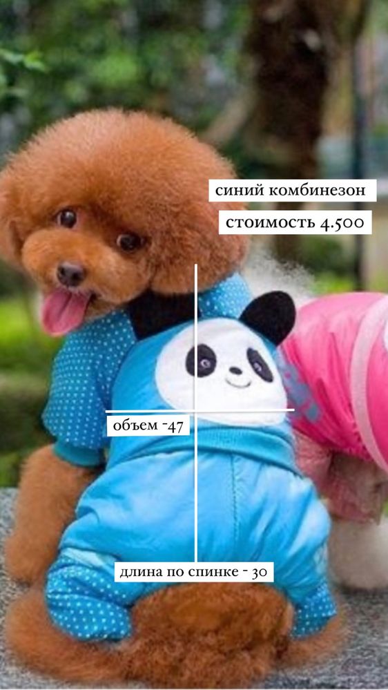 комбинезон, куртка , шлейка +поводок и пеленки