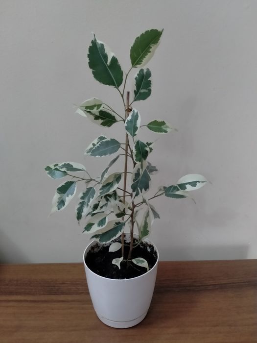 Продам фикус Бенджамина и аглаонему