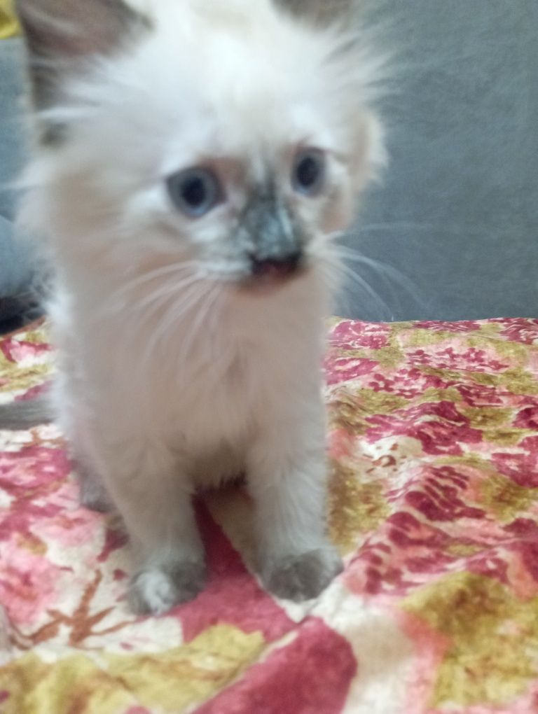 Отдам двух котят