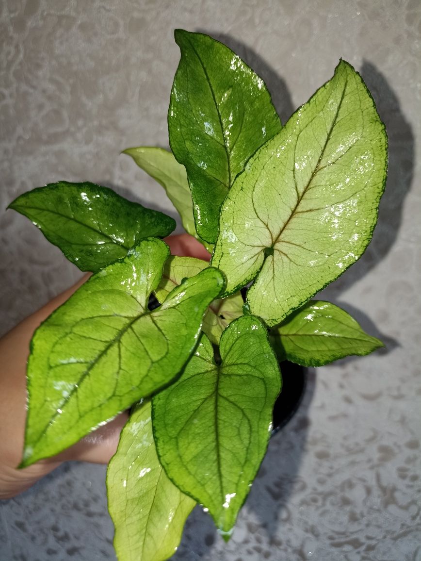Комнатные растения