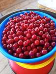 Продам вишню домашнюю