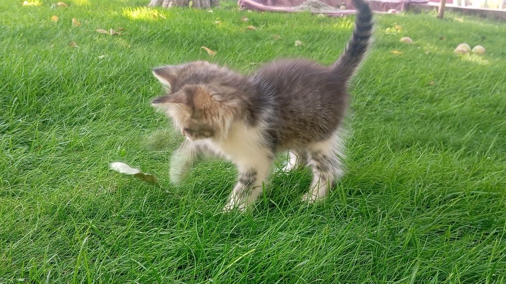 Котёнок девочка ищет добрых хозяев