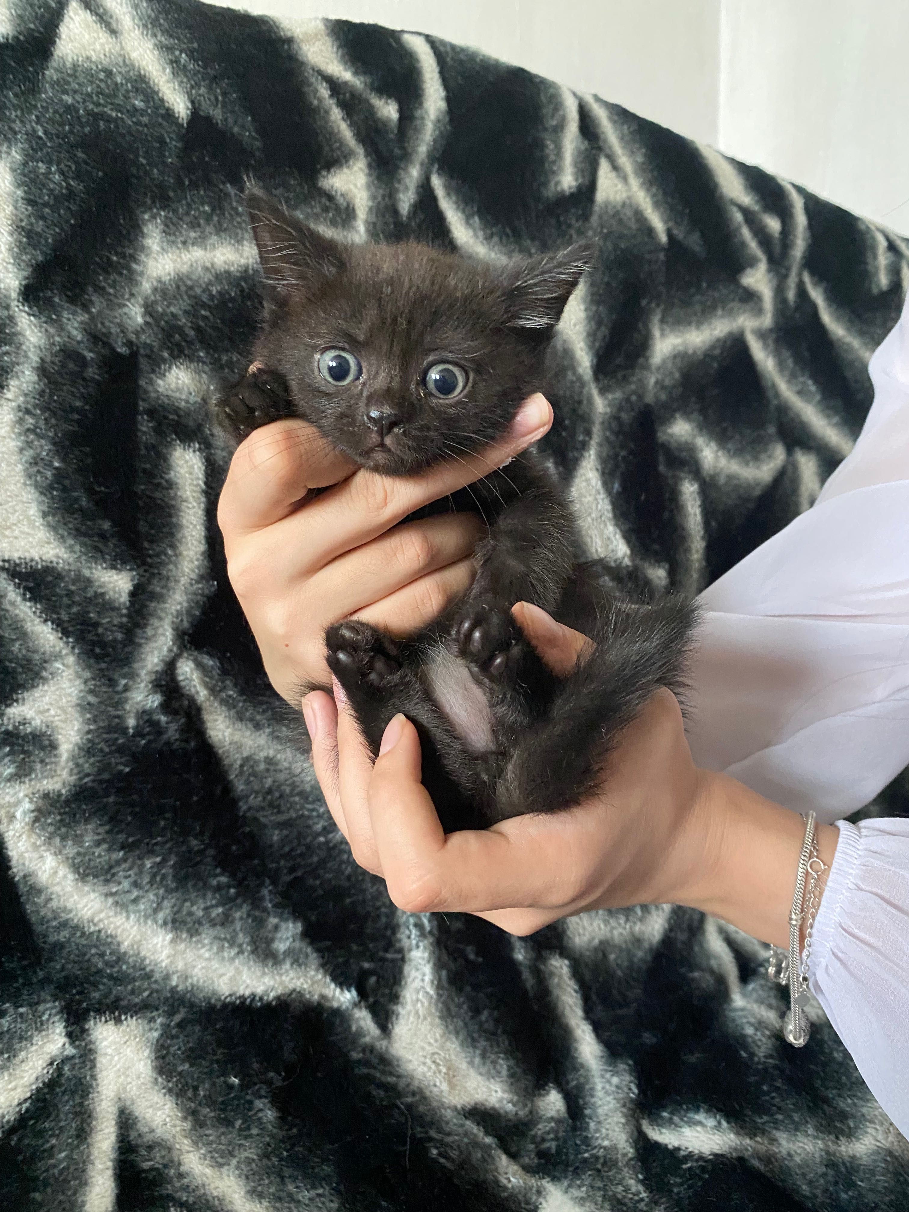 Отдам котят в добрые руки
