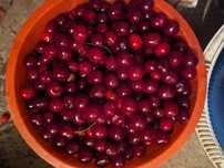 Продам вишню  свежая
