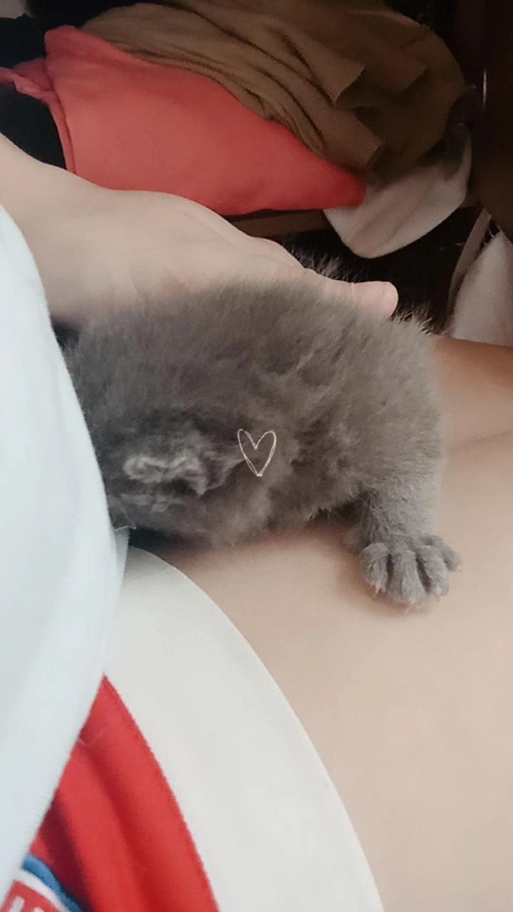 Ищем дом котятам