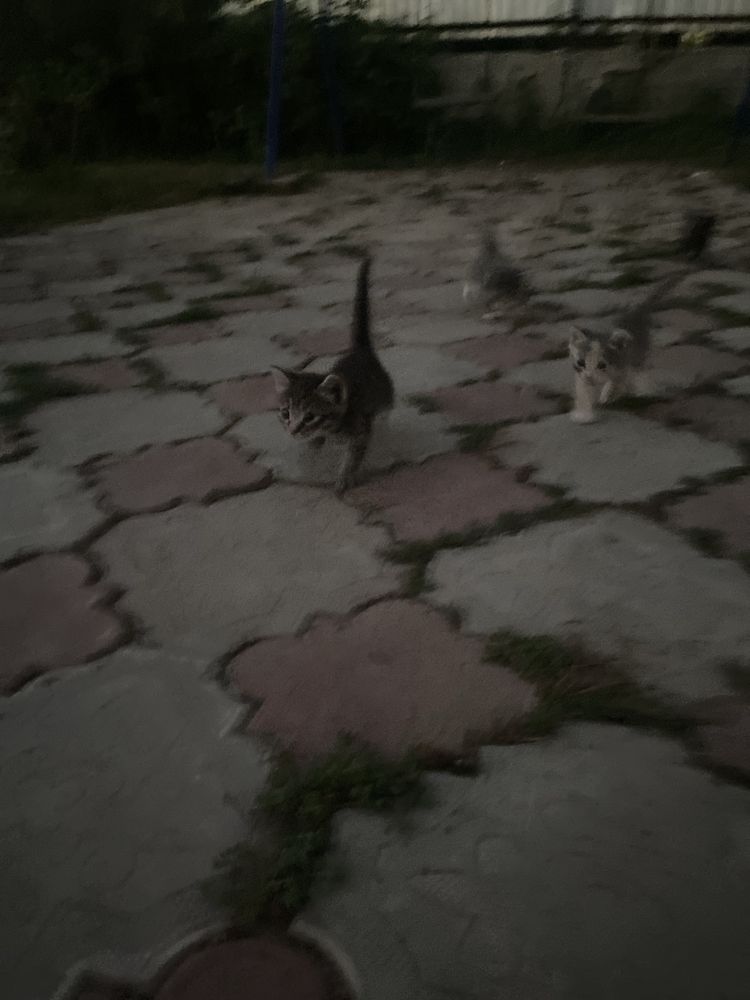 Котята милые красивые чистые