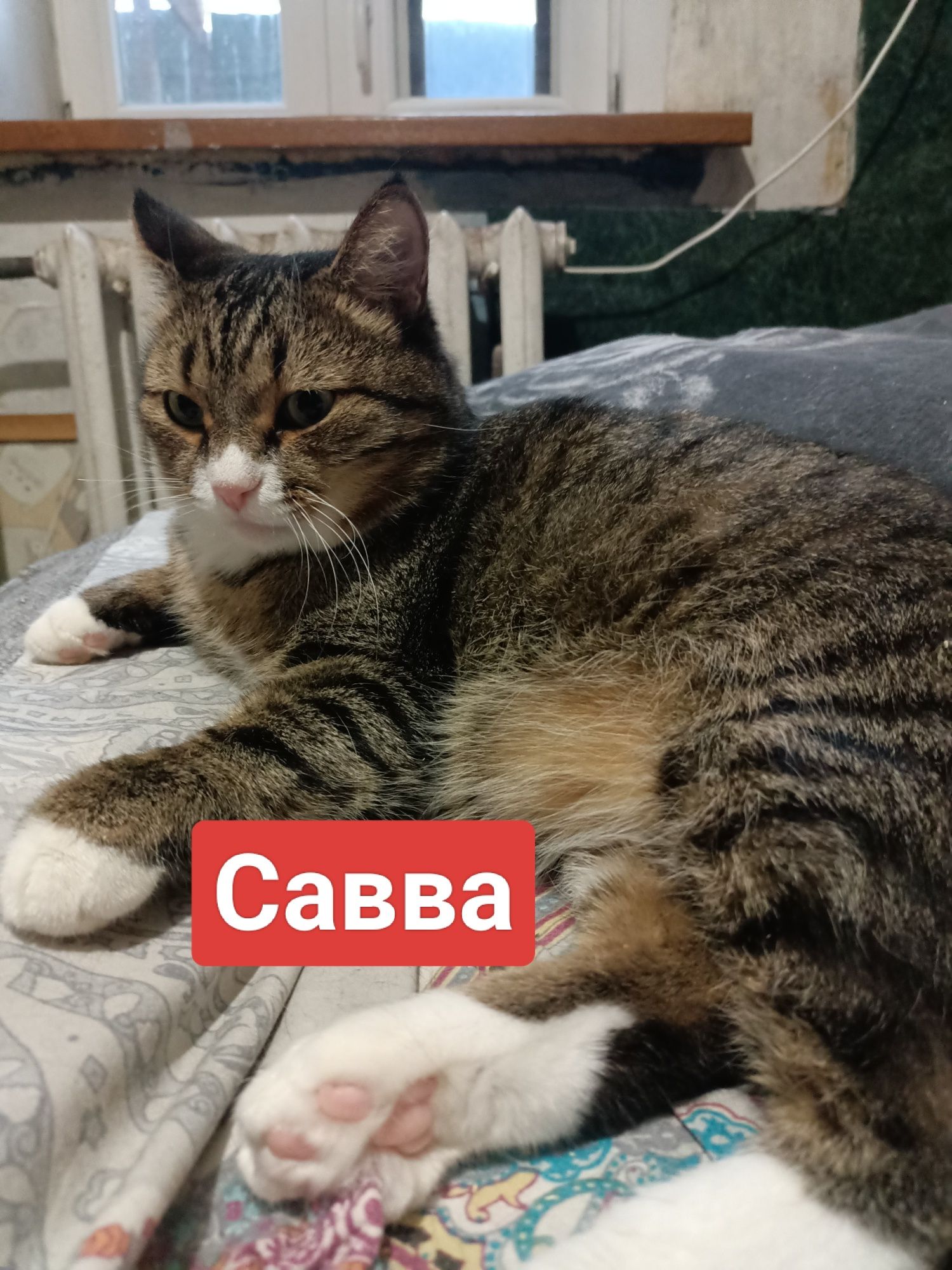 Котики  в добрые руки