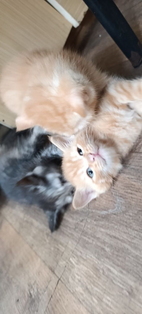 Котята. 1 месяц.