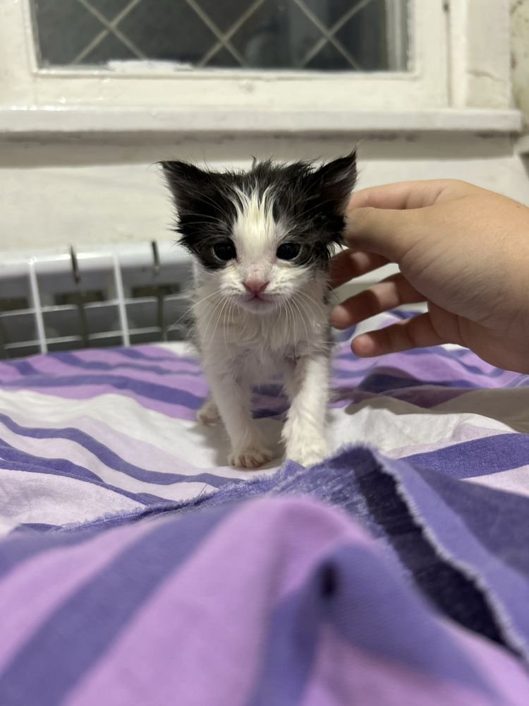 Котенок, В добрые руки !!!