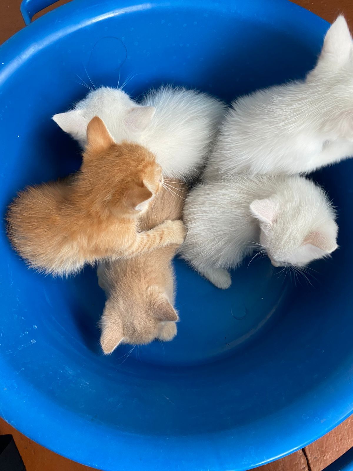 Котята ищут дом, может именно ваш