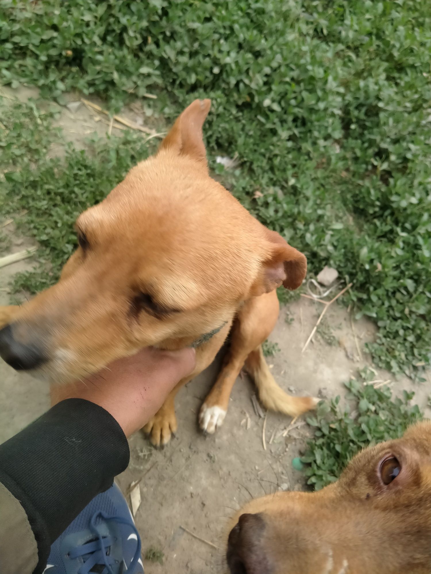 Продам собаку кобель