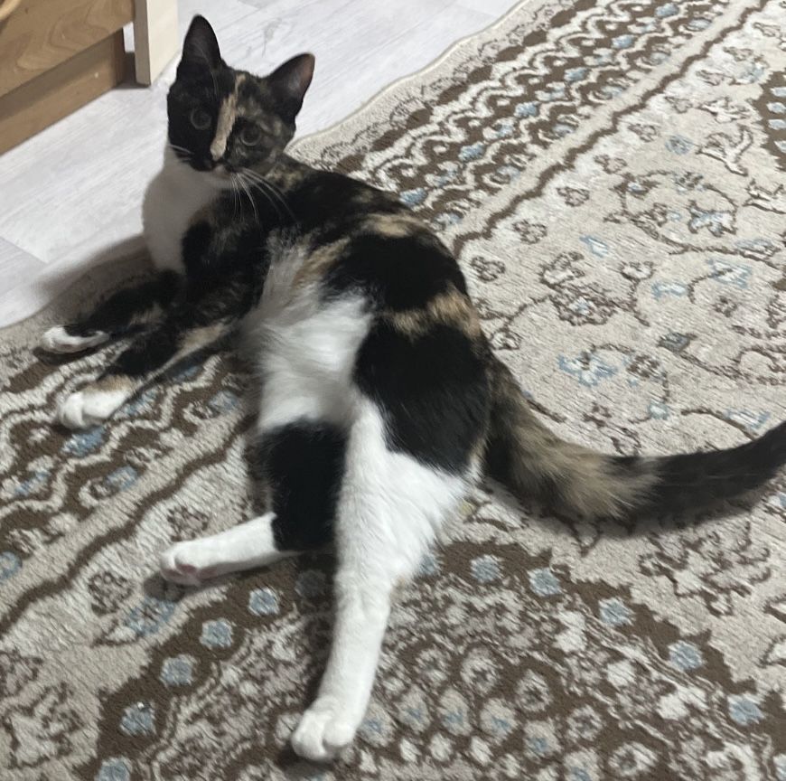 Отдам кошку в хорошие руки