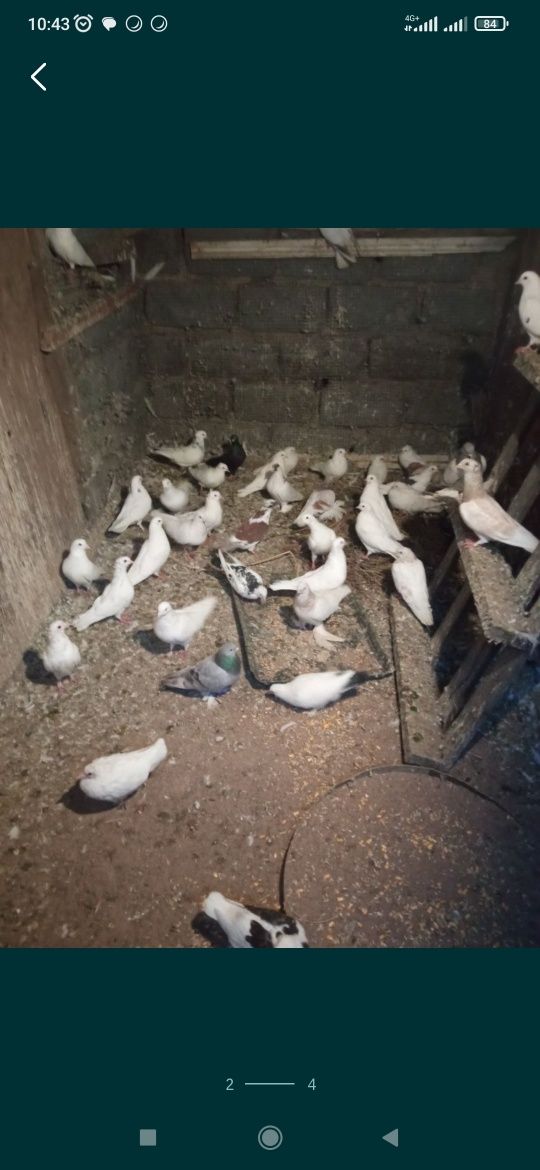 Голуби голуби голуби