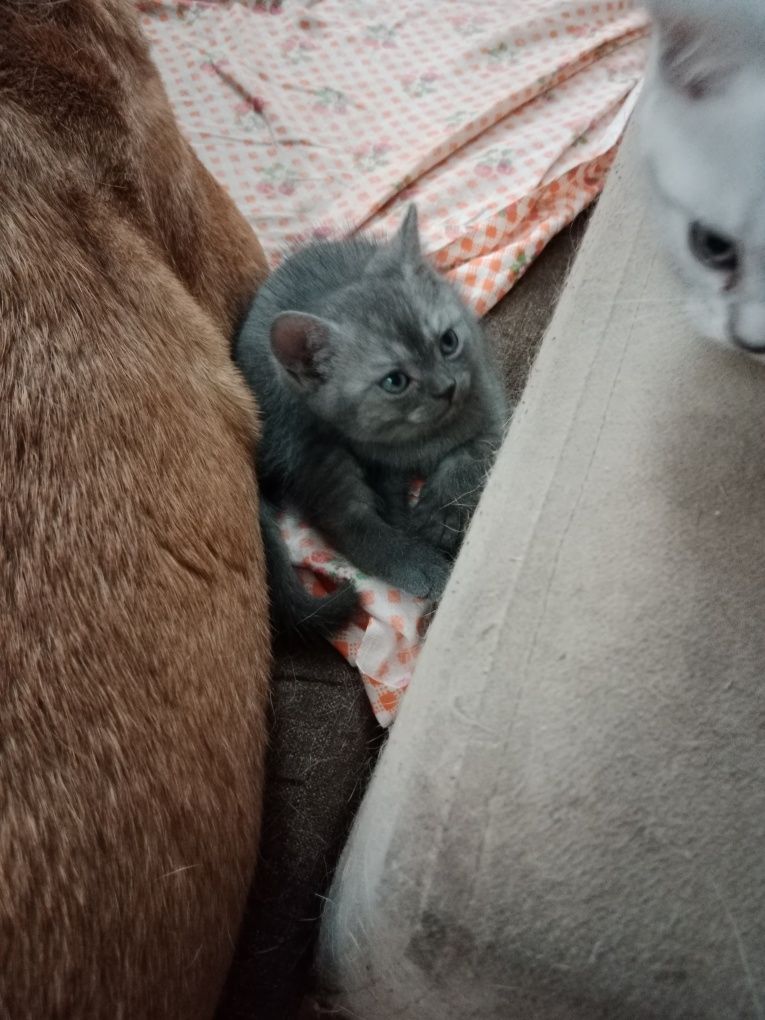 Шотландские котята