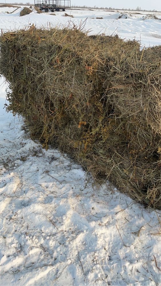 Продам сена в тюк лугавоие