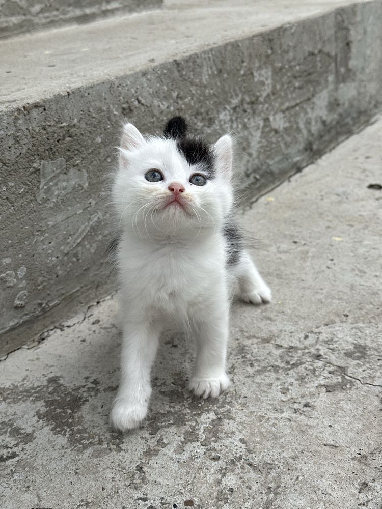 Отдам котят в добрые руки