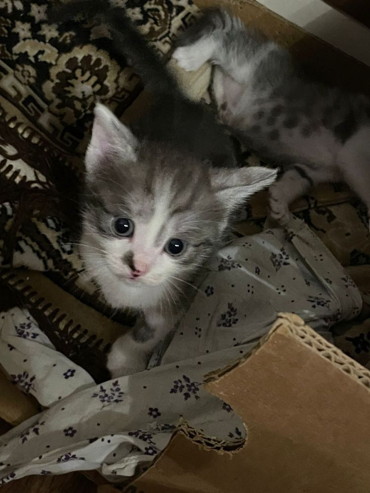 Отдам котят в добрые руки