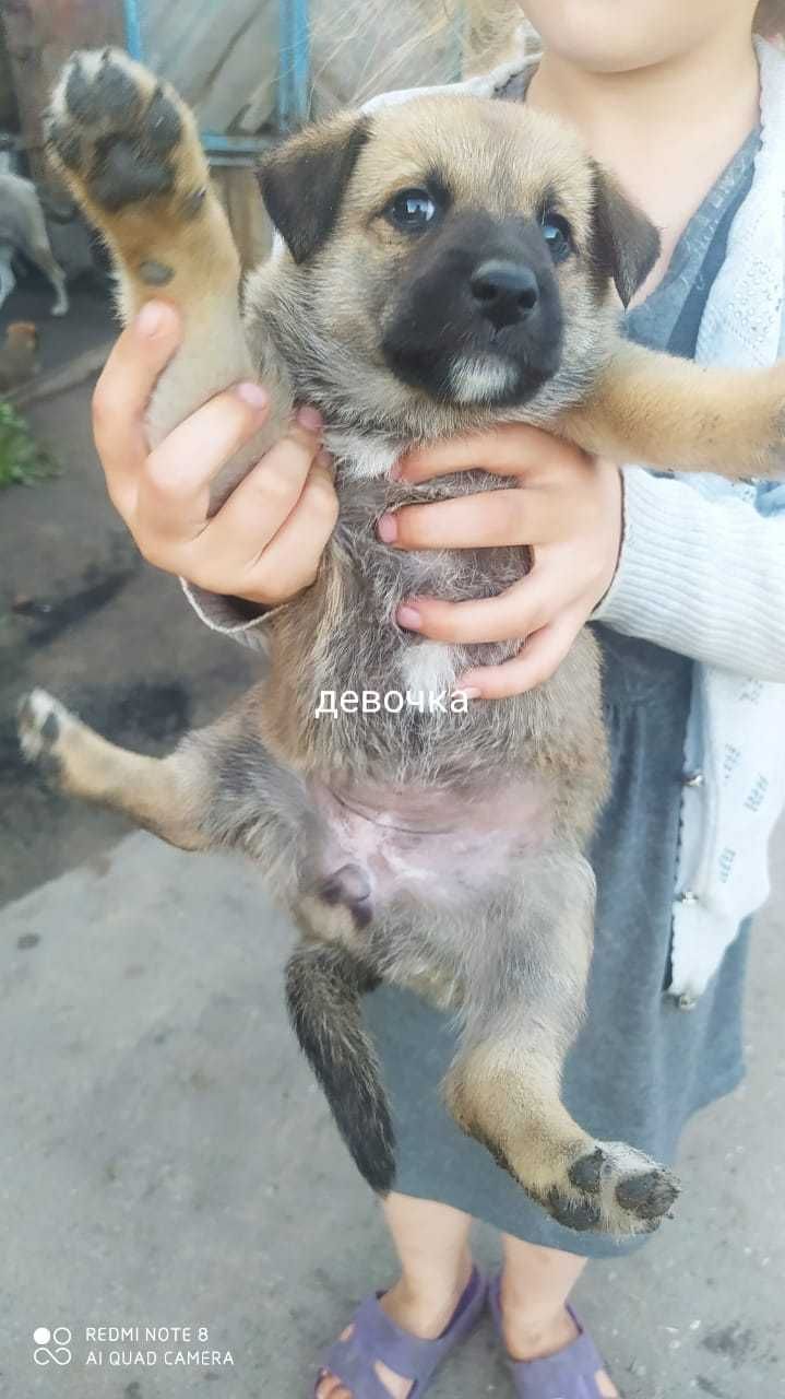 очень милые щенята