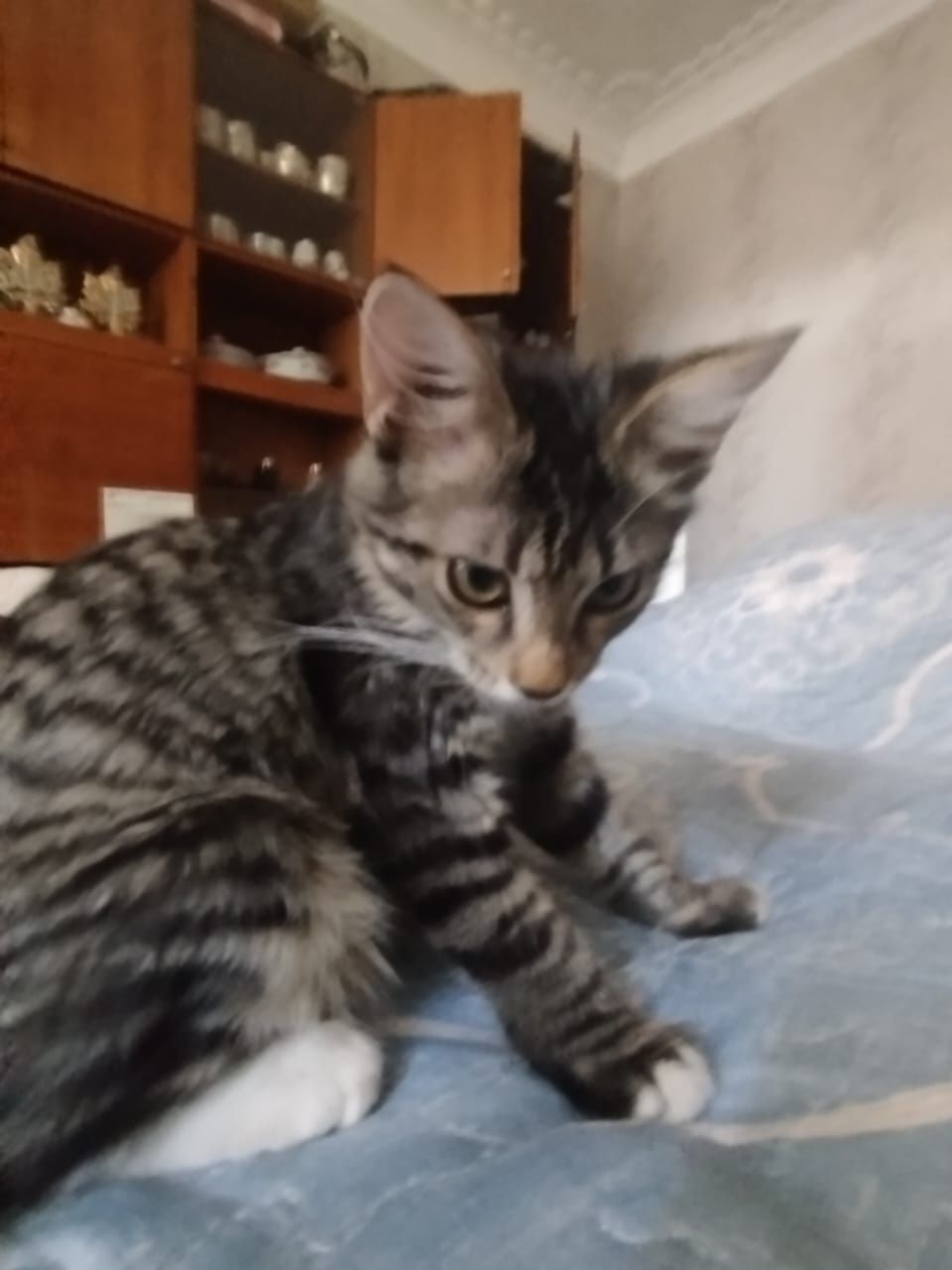Котенок в добрые руки