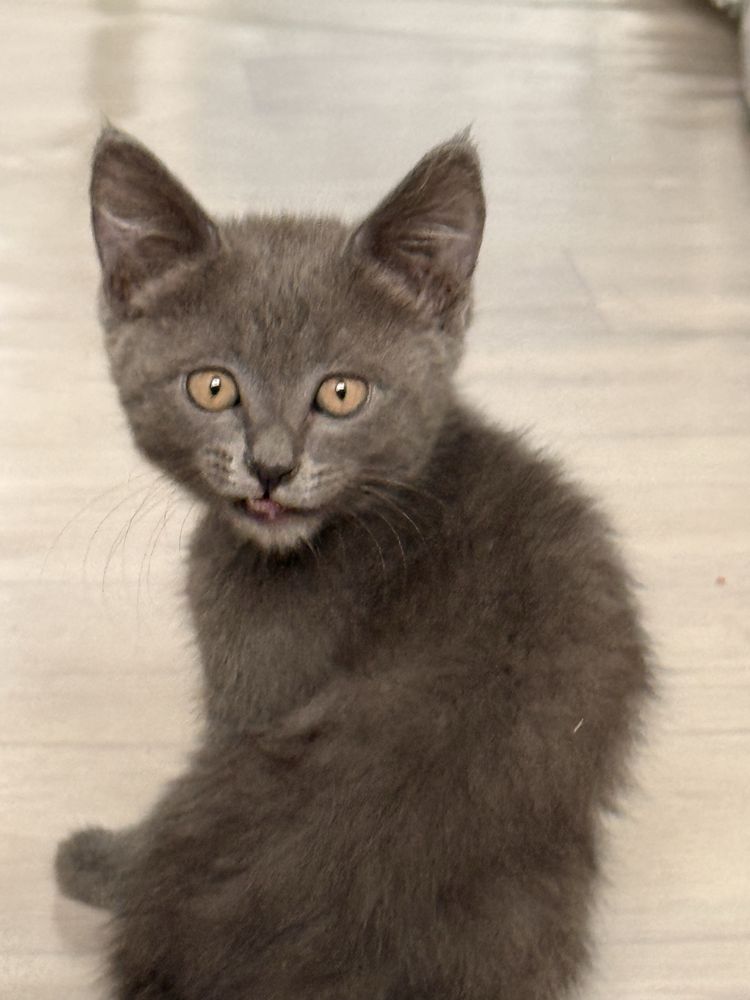 котята отдам в хорошие руки