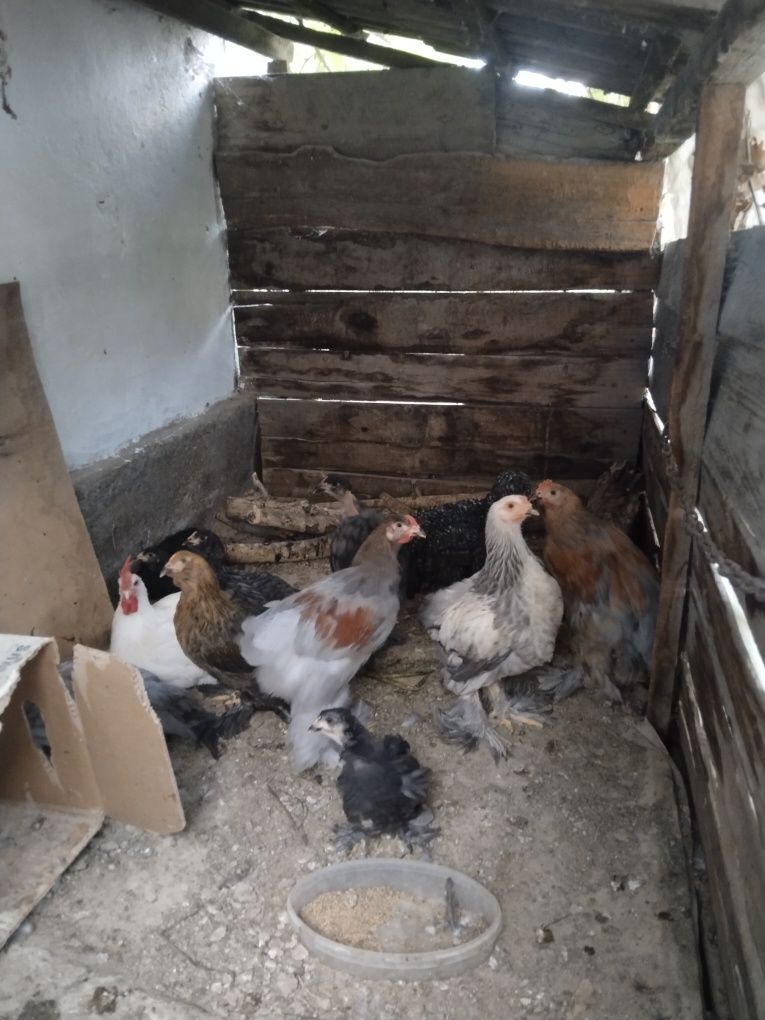 Куры продам петухи,брамы и бестгальские