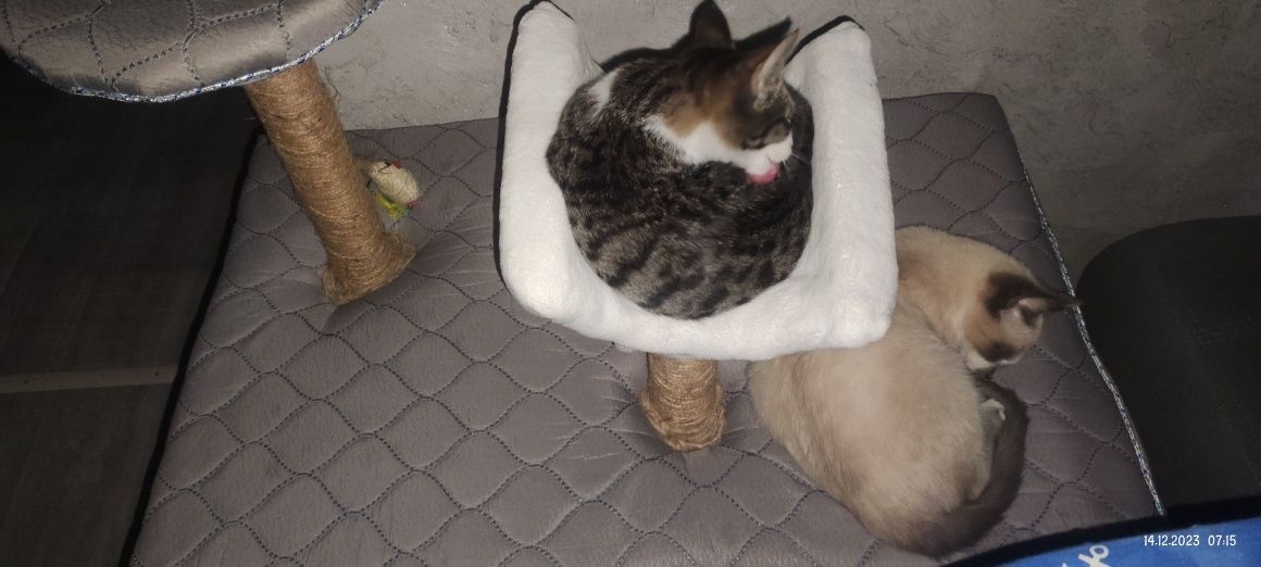 Кошкин дом большой