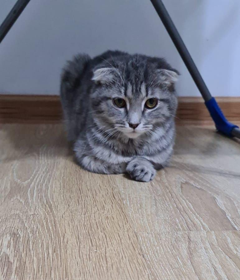 Отдам котенка в добрые руки!
