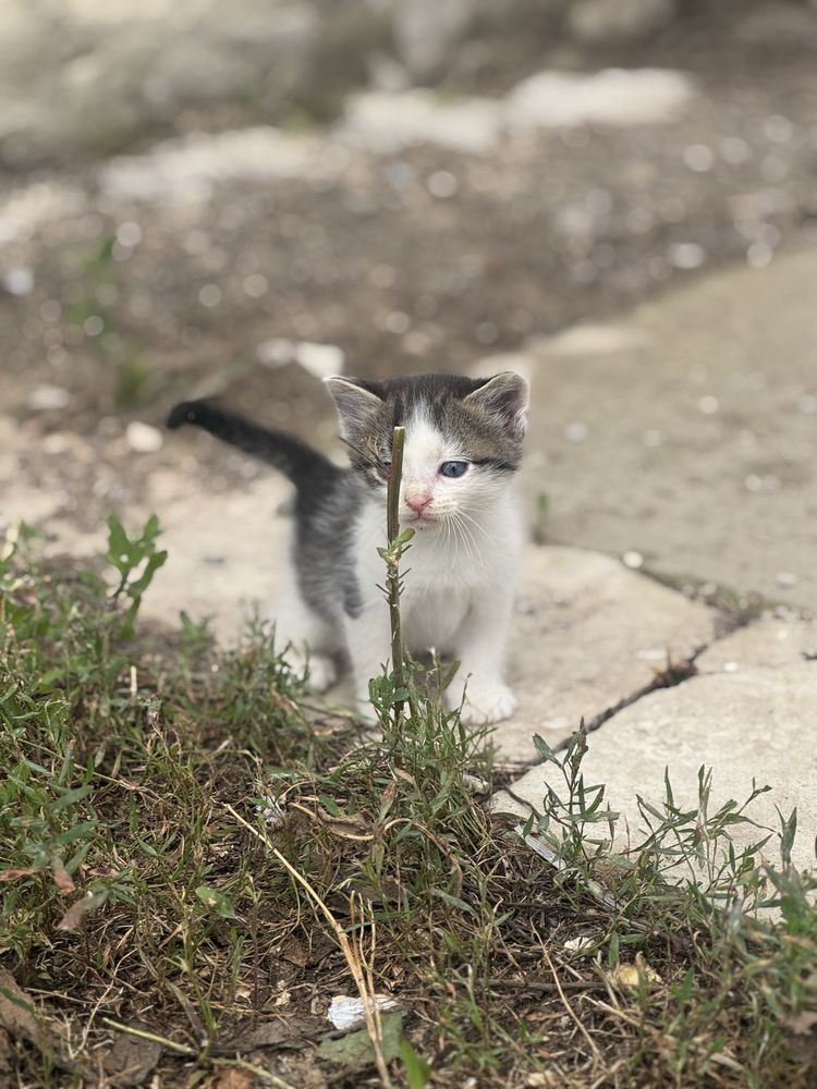 Отдам котят в добрые руки
