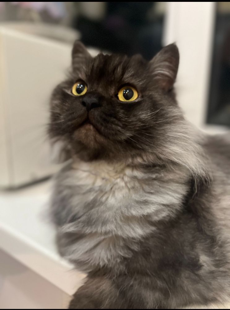 Отдам кота в любящую семью