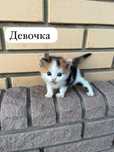 Отдам в добрые руки