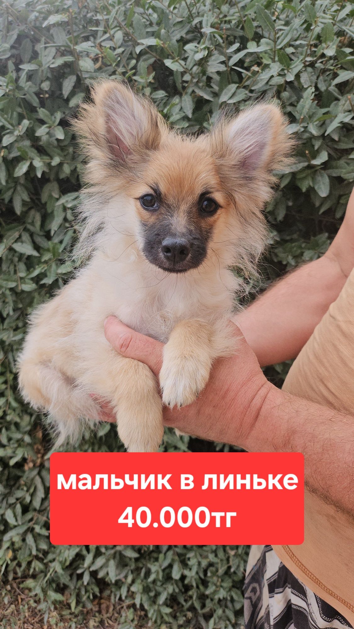 Маленькое и пушистое чудо