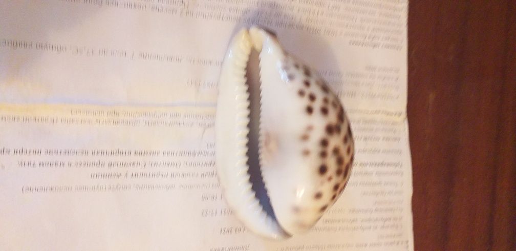 Сувенирная ракушка.