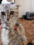 Котенок шотландский