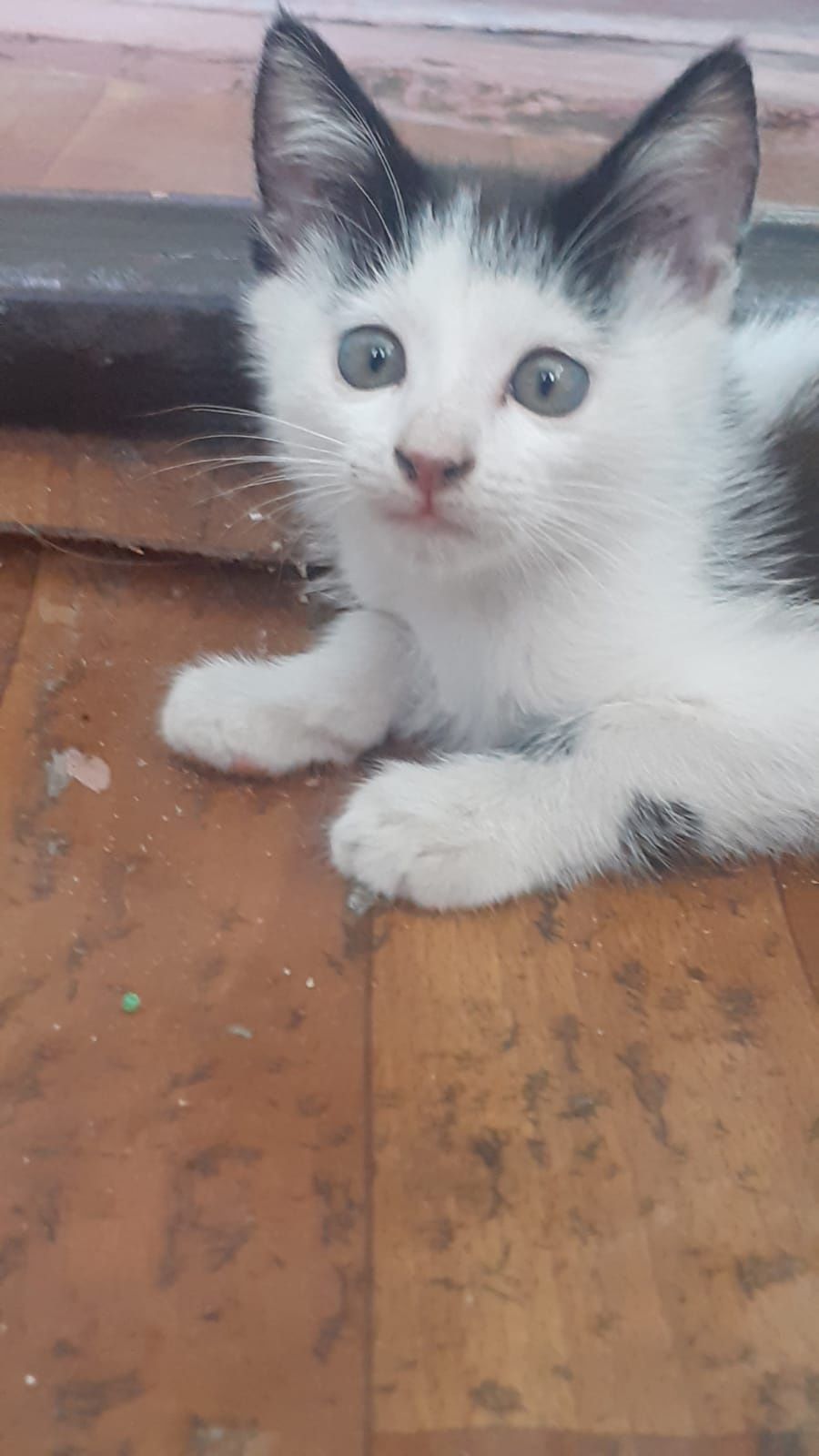 Отдам котят домашних