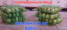 Перепилинные яйца.