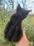 Отдам мощного черного котенка, , 08.06.25 г.р.
