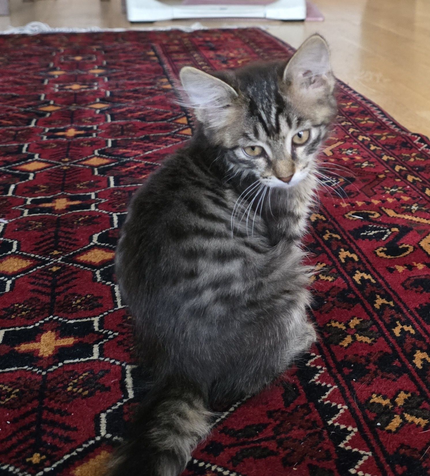 Отдам котётнка в добрые руки