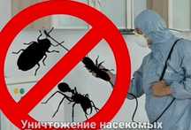 Дезинсекция клопов, термитов, тараканов