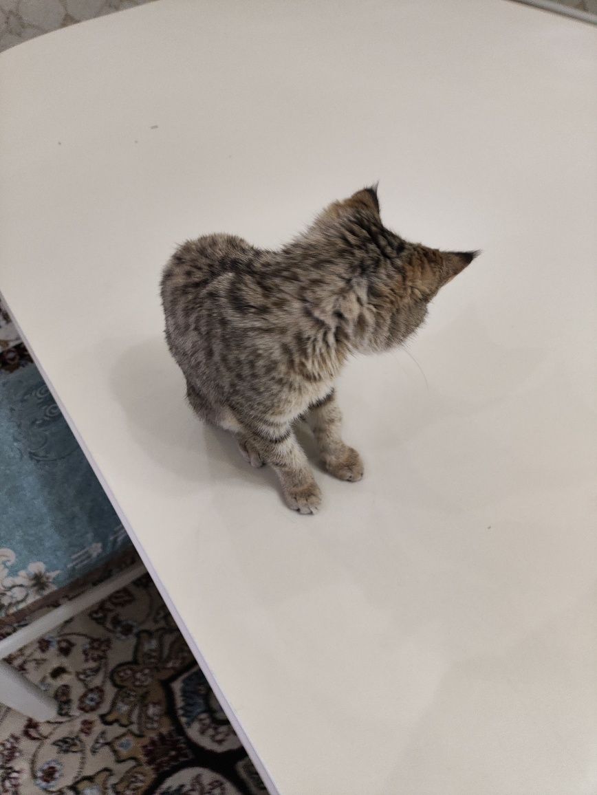 Котенок в добрые руки
