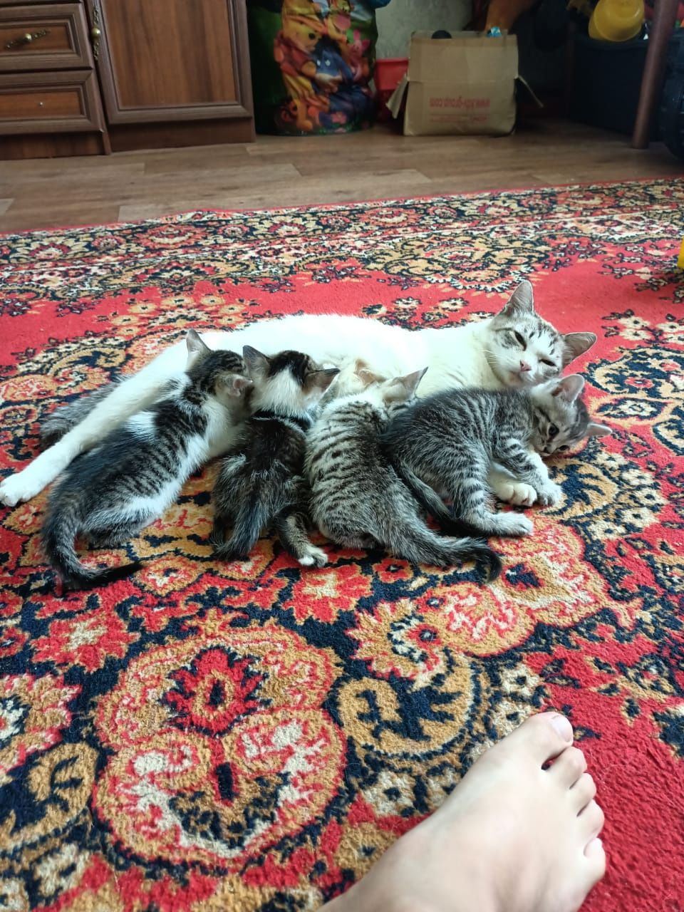 Котята котята...