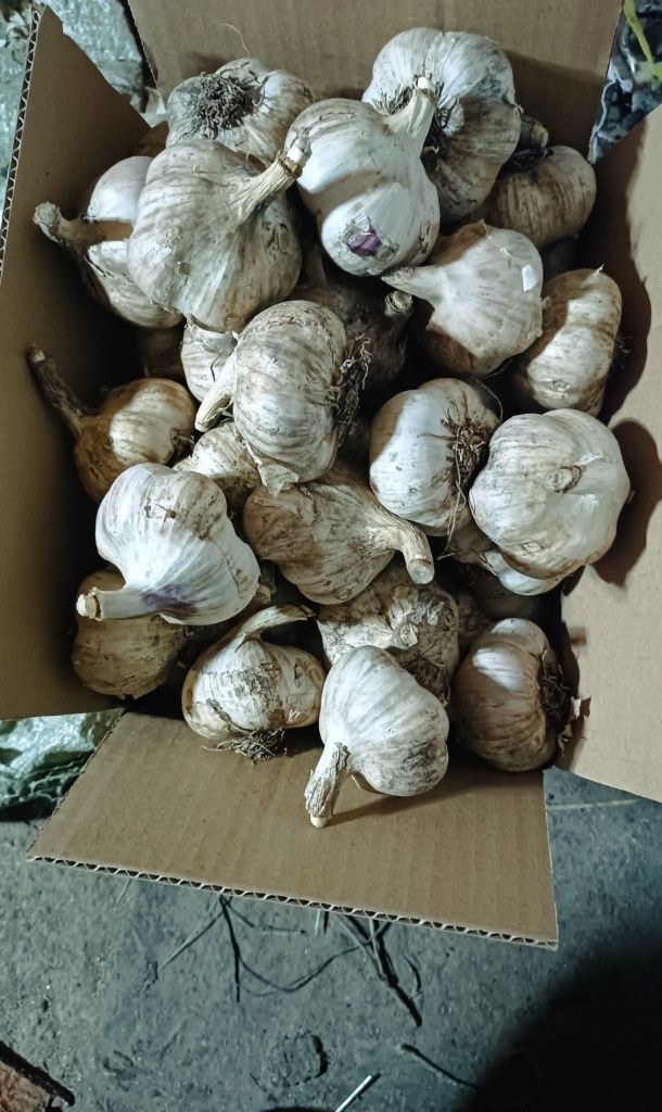 Продам чеснок. Оптом и в розницу.