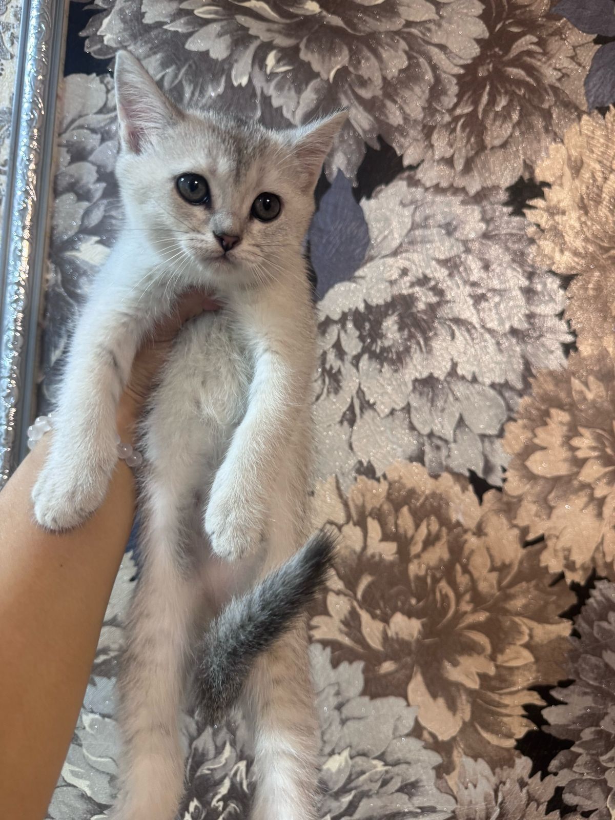 Котята серебристая шиншила