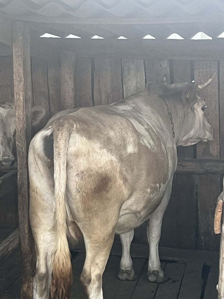 Продам корову срочно