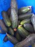 Продам домашние огурчики