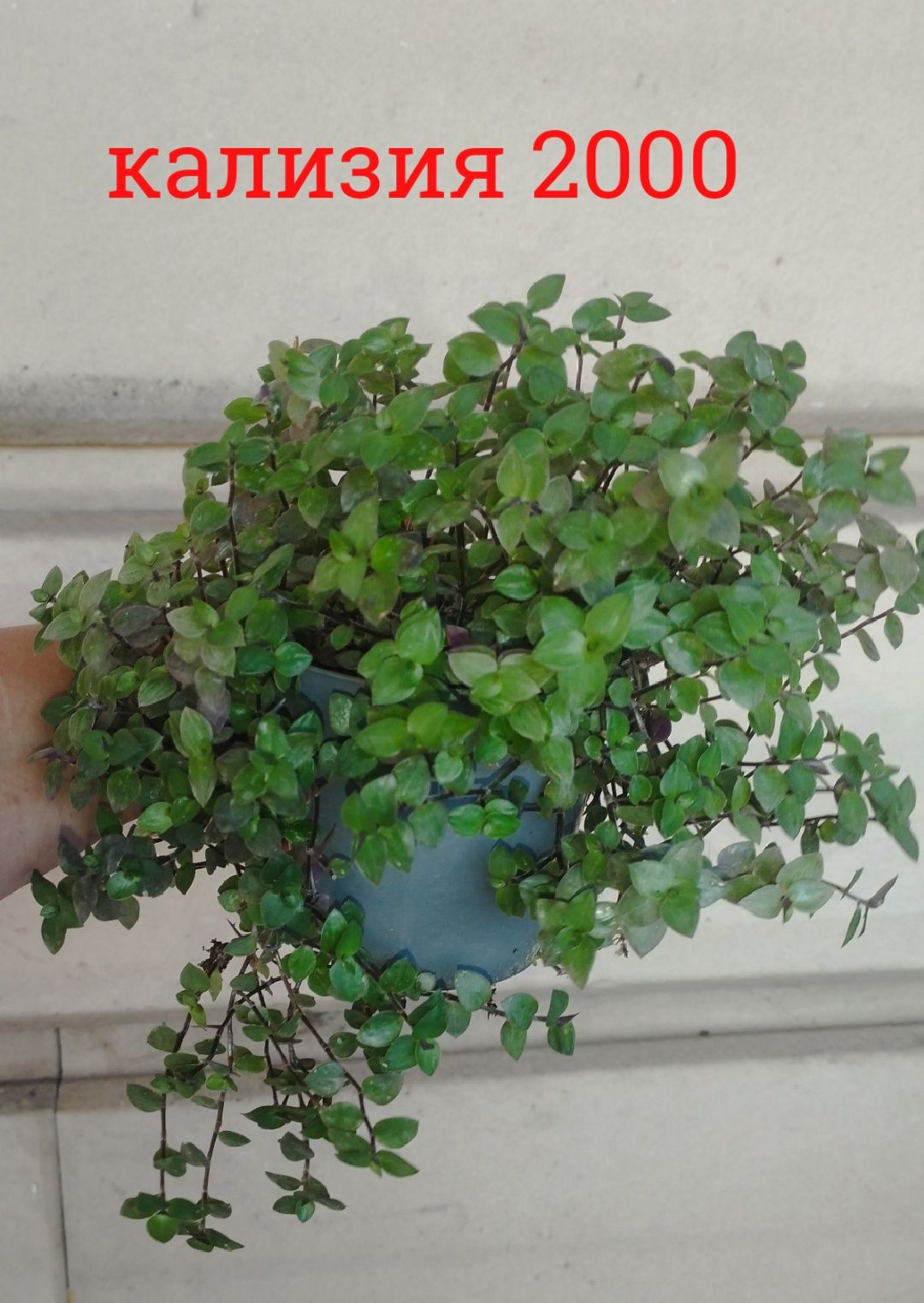 Цветы    комнатные