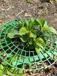 Продам опору/подставку для клубники