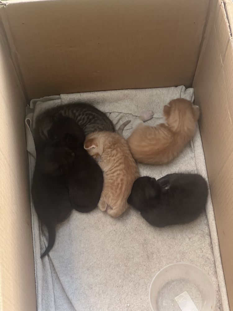 Ищу приют для котят