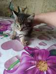 Отдам котят в добрые хорошие руки