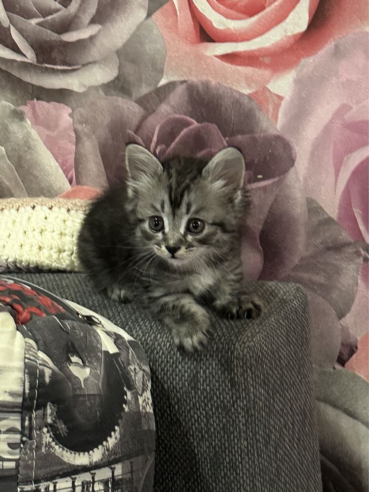 Котенок скотиш страйд