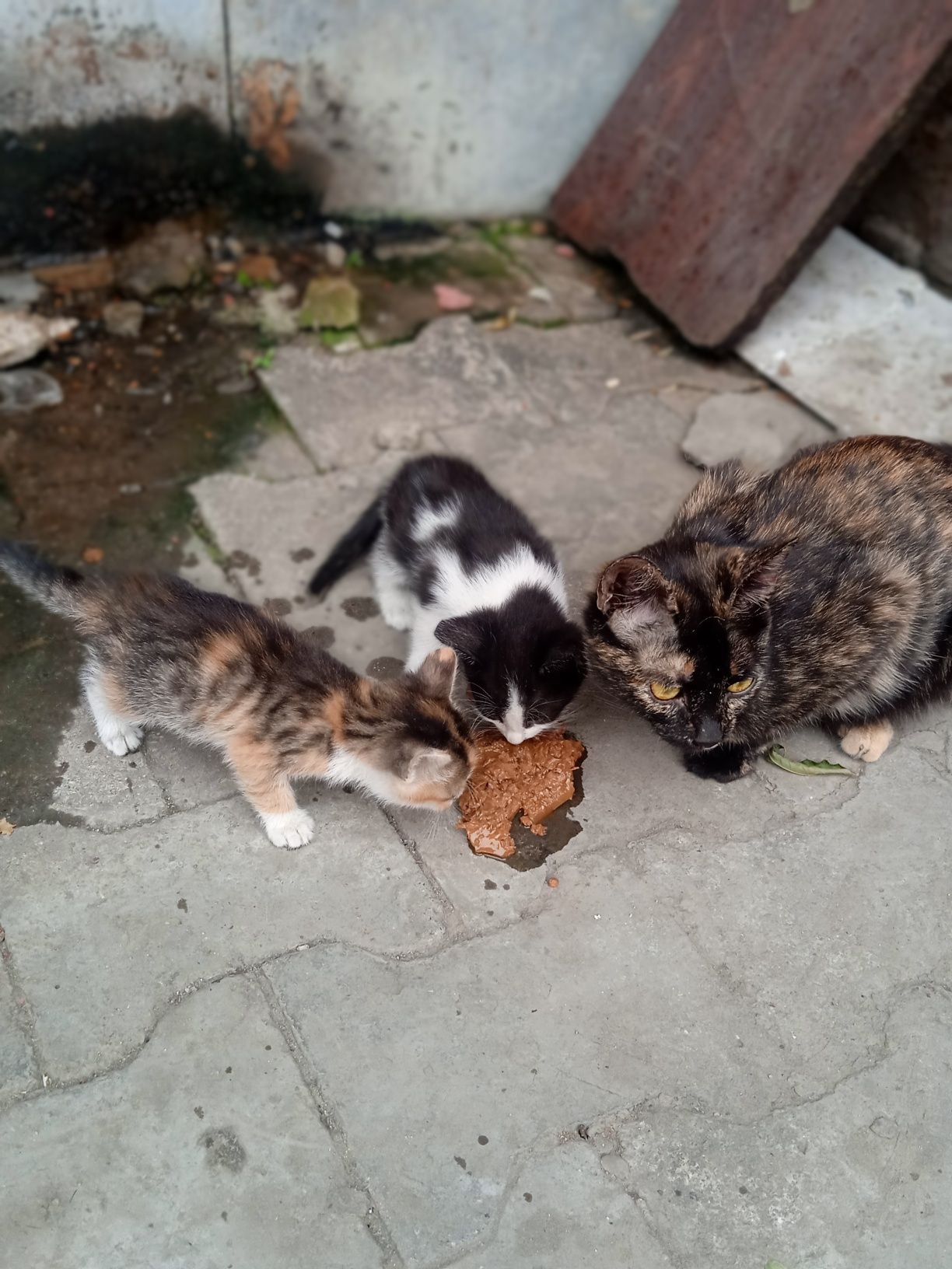 Котятки в добрые руки
